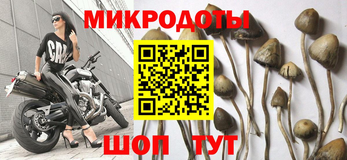 Псилоцибиновые грибы Psilocybine cubensis Анжеро-Судженск